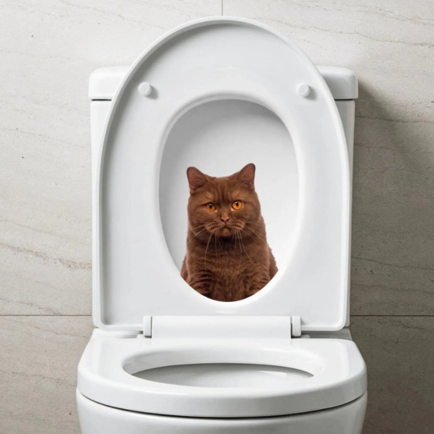 WhatsApp Image 2025-09-17 at 2.57.47 PM